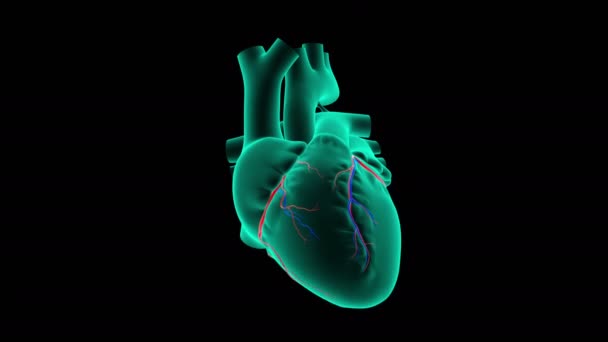 11,942 Human heart Videos, Royalty-free Stock Human heart Footage |  Depositphotos