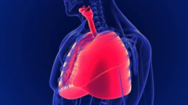 İnsanların iki akciğeri, bir sağ akciğeri ve bir de sol akciğeri vardır. Göğüs boşluğunun içinde konumlandırılmışlar. Sağ akciğer soldakinden daha büyük..