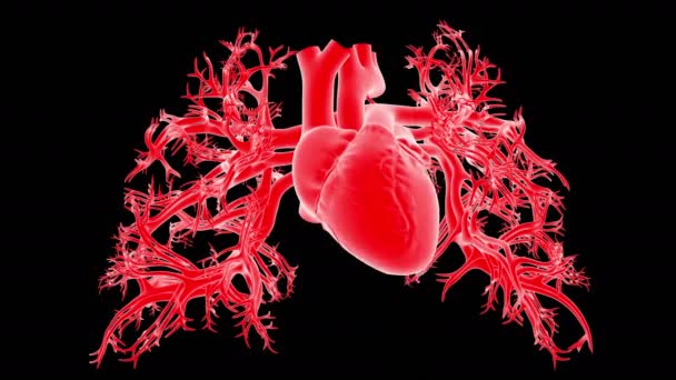 心臓解剖学 3Dイラスト 医学の概念のためのループ可能なハートビート — ストック動画