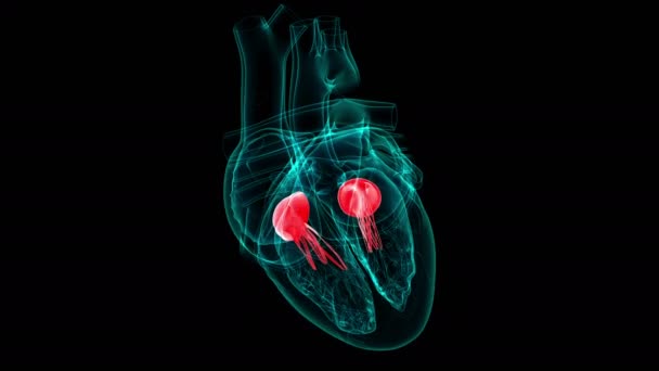 医学概念3D图解心脏解剖三尖瓣和二尖瓣 — 图库视频影像