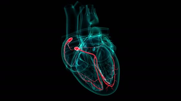 Серцева Анатомія Вузол Медичної Концепції Ілюстрація — стокове відео