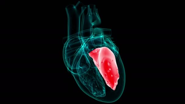心脏解剖右室用于医学概念3D说明 — 图库视频影像