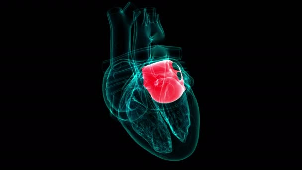Heart Anatomy Right Atrium Medical Concept Illustration — Stock Video