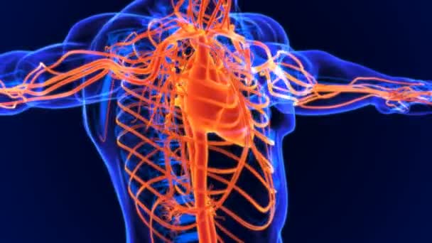 循環器系とは 血液や血管 心臓などで構成されるネットワークです — ストック動画