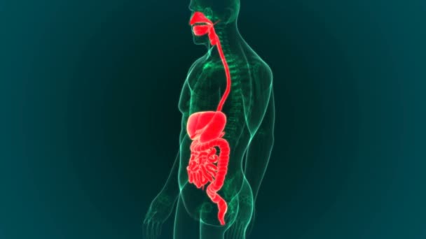 The human digestive system consists of the gastrointestinal tract plus the accessory organs of digestion (the tongue, salivary glands, pancreas, liver, and gallbladder) — Stock Footage Human Digestive System Consists Gastrointestinal Tract Accessory Organs Digestion Tongue Video Clip