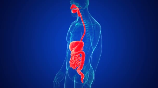 The human digestive system consists of the gastrointestinal tract plus the accessory organs of digestion (the tongue, salivary glands, pancreas, liver, and gallbladder) — Stock Footage Human Digestive System Consists Gastrointestinal Tract Accessory Organs Digestion Tongue Stock Video