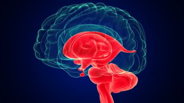 Renderowanie Ludzkiego Mózgu Wewnętrzne Części Anatomii Dla Koncepcji Medycznej — Wideo stockowe