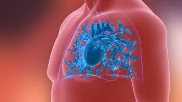 医療概念のためのヒト心臓解剖学3Dイラスト — ストック動画