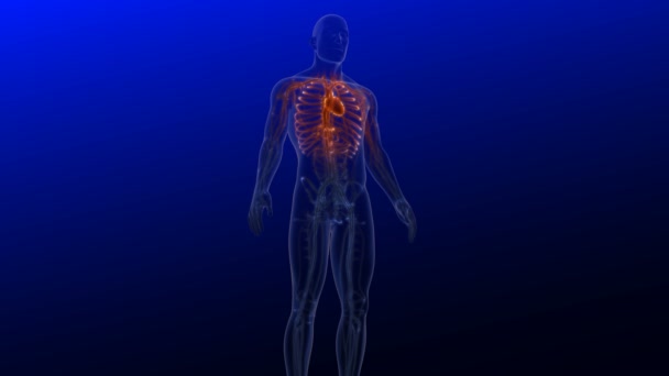Människans Hjärta Ett Organ Som Pumpar Blod Hela Kroppen Cirkulationssystemet — Stockvideo