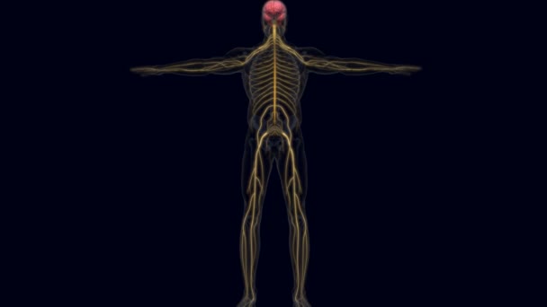 脳は人間の神経系の中心器官で中枢神経系は神経系の一部で脊髄は神経組織で構成された細長い管状の構造です — ストック動画