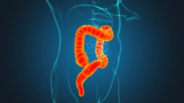 Tıbbi Konsept İçin Büyük Bağırsak 3D Görüntü İnsan Sindirim Sistemi Anatomisi