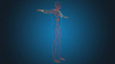 Tıbbi Konsept için İnsan Lenf Düğümleri Anatomisi 3 boyutlu Görüntü