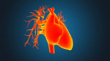 Tıbbi Konsept için İnsan Kalbi Anatomisi 3 boyutlu İllüstrasyon