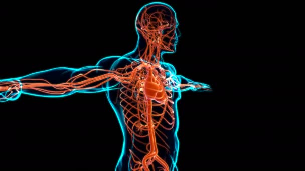 Menselijk Hart Met Circulatiesysteem Anatomie Voor Medisch Concept Illustratie — Stockvideo