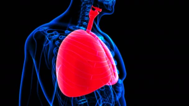 Анатомия Дыхательной Системы Легких Медицинской Концепции Иллюстрация — стоковое видео