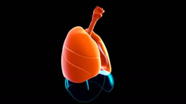 医学的概念のための人間呼吸器系解剖学3Dイラスト — ストック動画