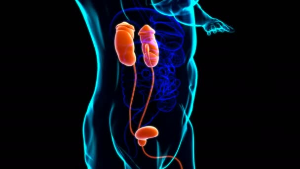 人間の尿系腎臓と膀胱の解剖学的構造 3Dイラスト — ストック動画