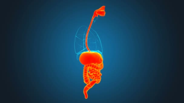 Anatomía Del Sistema Digestivo Humano Para Concepto Médico Ilustración — Vídeos de Stock
