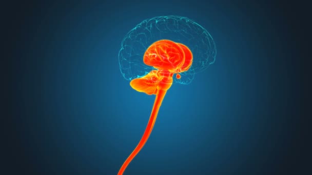 Human Brain Inner Part Anatomy Medical Concept Illustration — Stock video