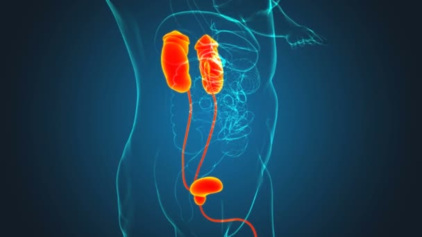 Nieren Des Menschlichen Harnsystems Mit Blasenanatomie Für Medizinisches Konzept Illustration — Stockvideo