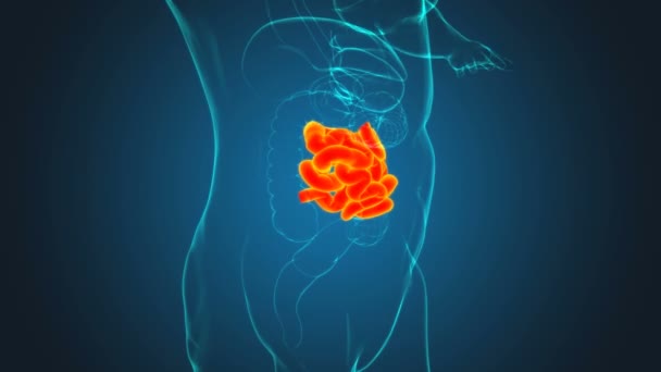 人类小肠胃解剖用于医学概念3D图解 — 图库视频影像