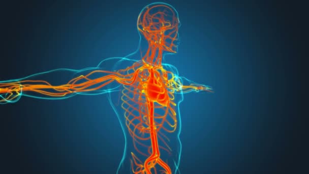 循環器系解剖学と人間の心 3Dイラスト — ストック動画