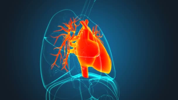 Anatomie Des Menschlichen Herzens Für Medizinisches Konzept Illustration — Stockvideo