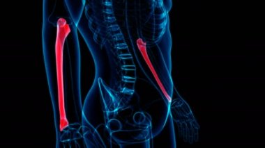 İnsan iskeleti Ulna Kemik Anatomisi Döngüsü Tıbbi Konsept için 3B İllüstrasyon