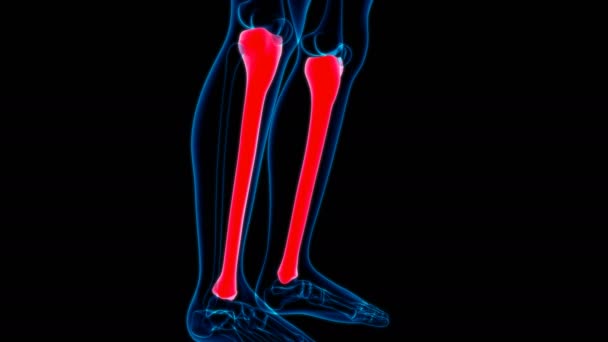 Scheletul Uman Tibia Bone Anatomy Loopable Illustration Medical Concept — Videoclip de stoc