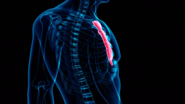 Människans Skelett Sternum Ben Anatomi Loopable Illustration För Medicinskt Koncept — Stockvideo