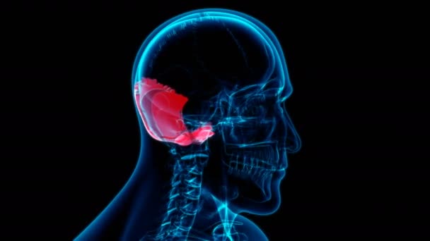 Esqueleto Humano Cráneo Occipital Hueso Anatomía Loopable Ilustración Para Concepto — Vídeo de stock