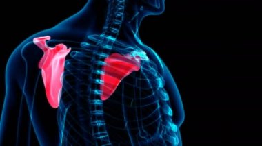 İnsan iskeleti Scapula Anatomi Döngüsü Tıbbi Konsept için 3B İllüstrasyon