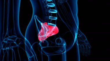 İnsan iskeleti Sacral Anatomi Döngüsü Tıbbi Konsept için 3B İllüstrasyon
