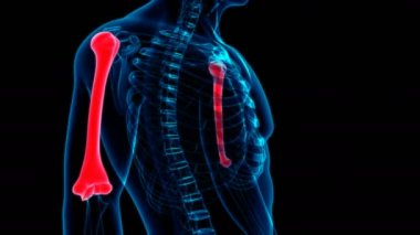 İnsan iskeleti Humerus Anatomi Döngüsü Tıbbi Konsept için 3B İllüstrasyon