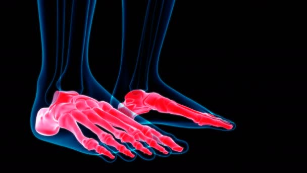 人体骨格足骨解剖学ループ可能な3Dイラスト 医学的概念のためのイラスト — ストック動画