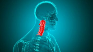 Tıbbi Konsept İçin İnsan İskeleti Omurga Servikal Omurga Döngüsü 3B İllüstrasyon
