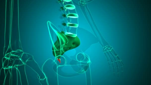 Menselijke Skelet Wervelkolom Coccyx Staartbot Anatomie Loopbare Illustratie Voor Medisch — Stockvideo