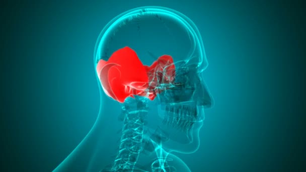 Illustrazione Loop Anatomia Ossea Temporale Cranio Scheletro Umano Concetto Medico — Video Stock