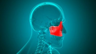 İnsan iskeleti Kafatası Maxillal Kemik Anatomisi Tıbbi Konsept için Döngülenebilir 3B İllüstrasyon