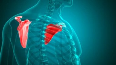 İnsan iskeleti Scapula Anatomi Döngüsü Tıbbi Konsept için 3B İllüstrasyon