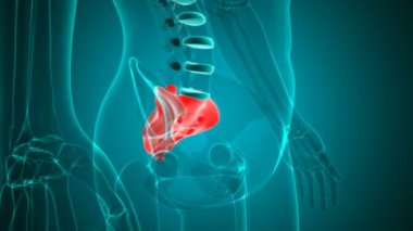 İnsan iskeleti Sacral Anatomi Döngüsü Tıbbi Konsept için 3B İllüstrasyon