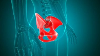 Tıbbi Konsept İçin İnsan İskeleti Kalçası veya Pelvis Kemiği Döngüsü 3B İllüstrasyon