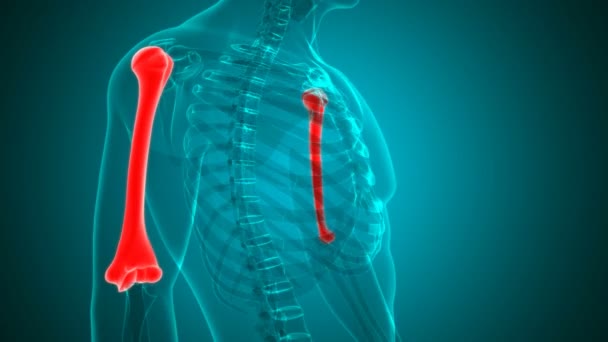 Emberi Csontváz Humerus Csont Anatómia Loopable Illusztráció Orvosi Koncepció — Stock videók