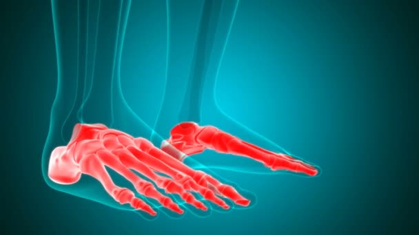 人体骨格足骨解剖学ループ可能な3Dイラスト 医学的概念のためのイラスト — ストック動画
