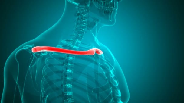 Scheletul Uman Clavicle Bones Anatomy Loop Able Illustration Medical Concept — Videoclip de stoc