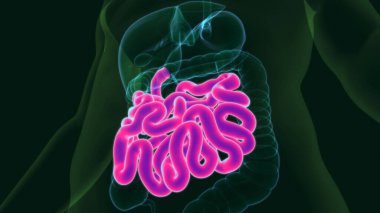İnsan Sindirim Sistemi Anatomisi (İnce Bağırsak) Tıbbi Konsept İçin 3B Görüntü