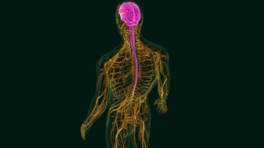 Tıbbi Konsept İçin Sinir Sistemli 3 boyutlu İnsan Beyin Anatomisi