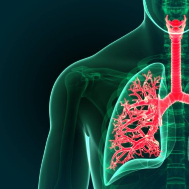 3D Görüntü İnsan Solunum Sistemi Akciğerleri Anatomisi (Sağ Akciğer)