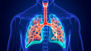 Tıbbi Konsept için 3D Resim İnsan Solunum Sistemi Anatomisi (Akciğerler)