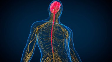 Tıbbi Konsept İçin Sinir Sistemli 3 boyutlu İnsan Beyin Anatomisi